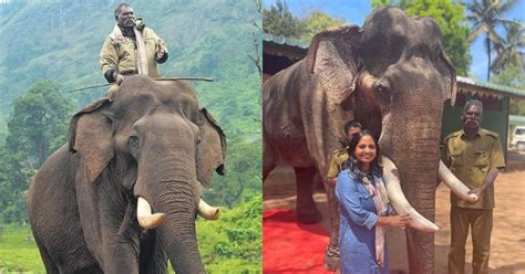 kaleem elephant|World Elephant Day: Anamalai Kaleem, Tamil Nadu's Legendary .